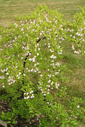 Styrax japonica