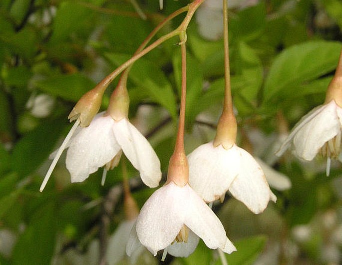 STYRAX JAPONICA Siebold et Zucc. - styrač japonský