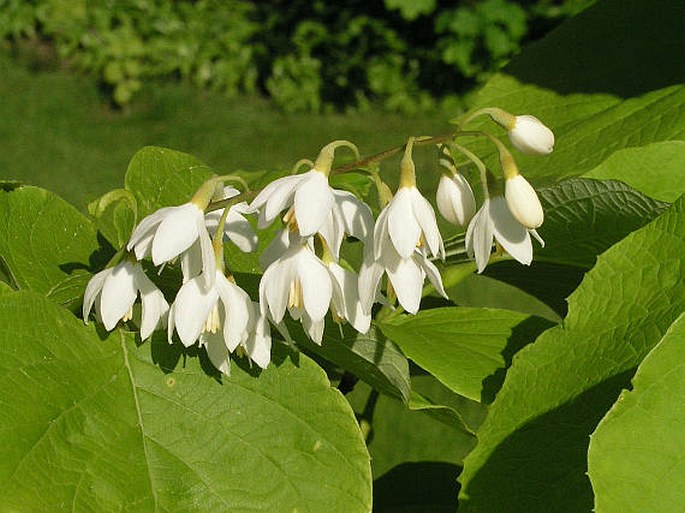 STYRAX OBASSIA Siebold et Zucc. - styrač obbasie