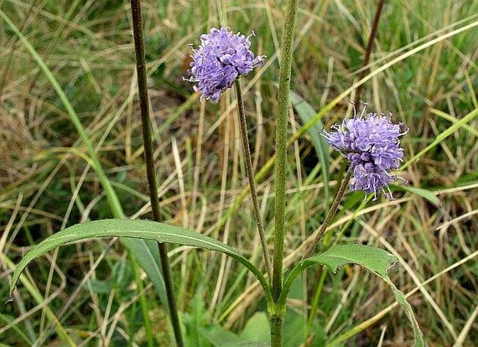 SUCCISA PRATENSIS Moench - čertkus luční / čertkus lúčny