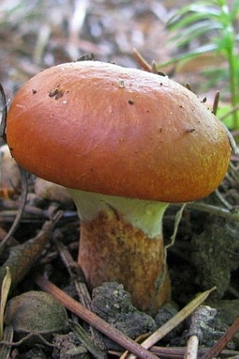 Suillus grevillei