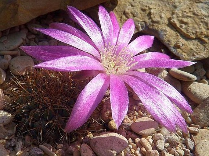 Sulcorebutia pulchra var. longispina