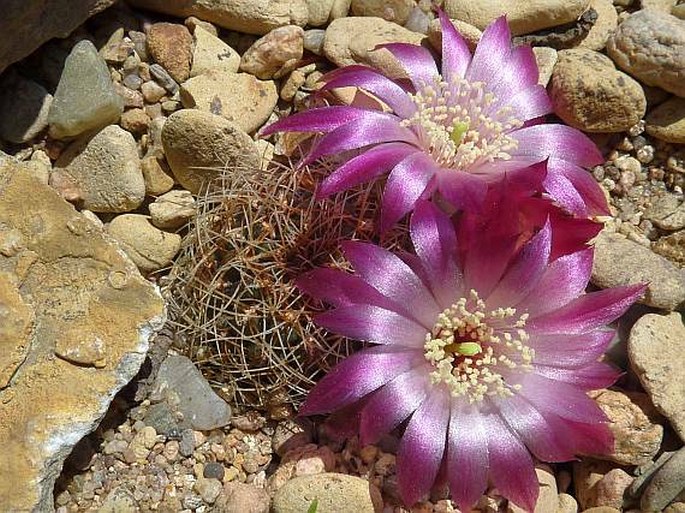 Sulcorebutia pulchra var. longispina