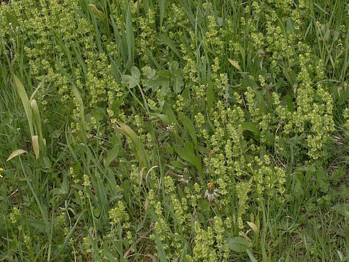 Cruciata glabra