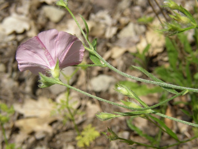 Convolvulus cantabrica