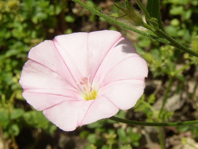 Convolvulus cantabrica