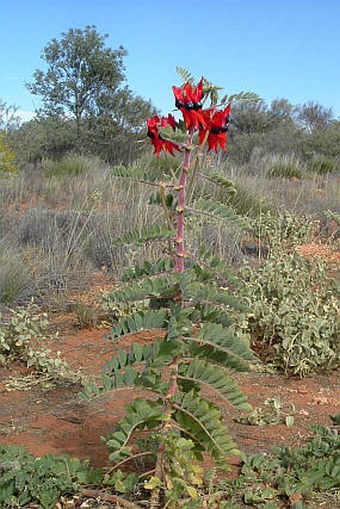 Swainsona formosa