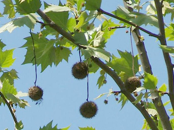 Botanika na vedlejší koleji - sykomora