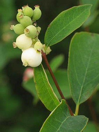 Symphoricarpos albus