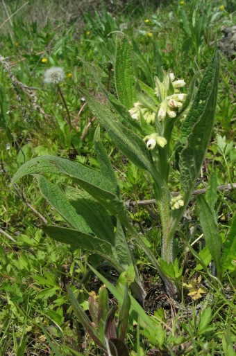 Symphytum bohemicum