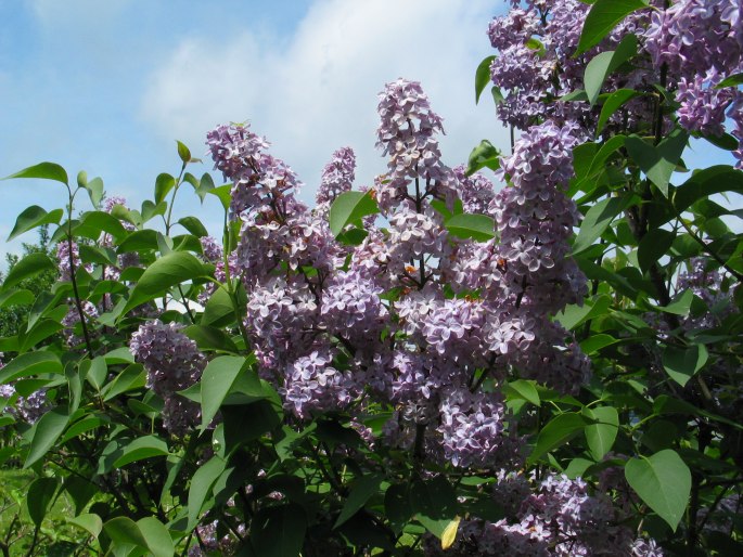 Syringa vulgaris