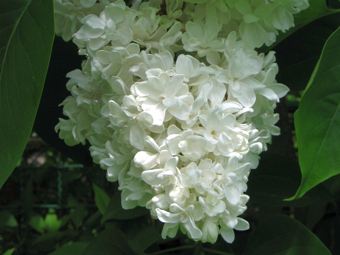 Syringa vulgaris