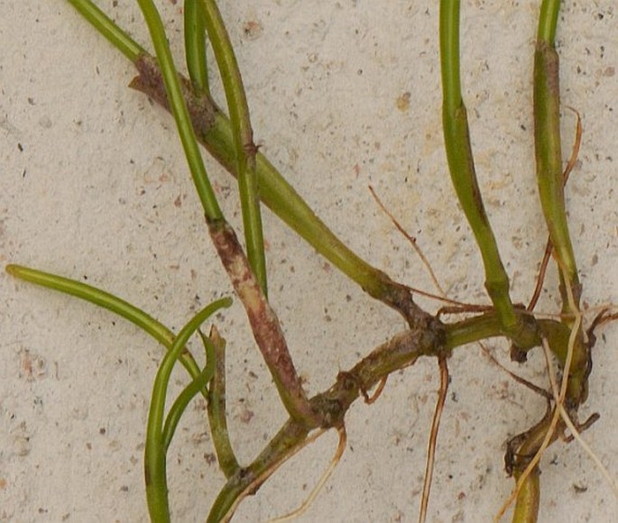 Syringodium isoetifolium