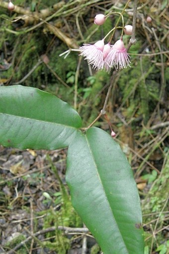 Syzygium cymosum