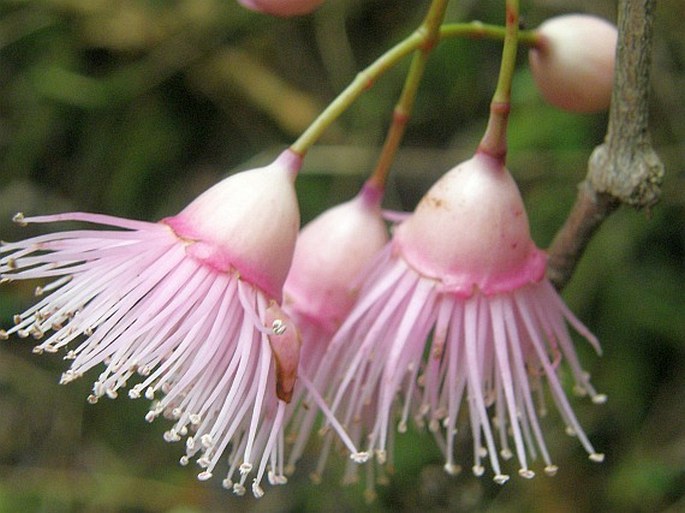 Syzygium cymosum