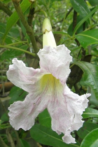 Tabebuia pallida