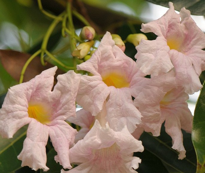 Tabebuia pallida