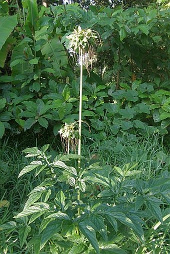 Tacca leontopetaloides