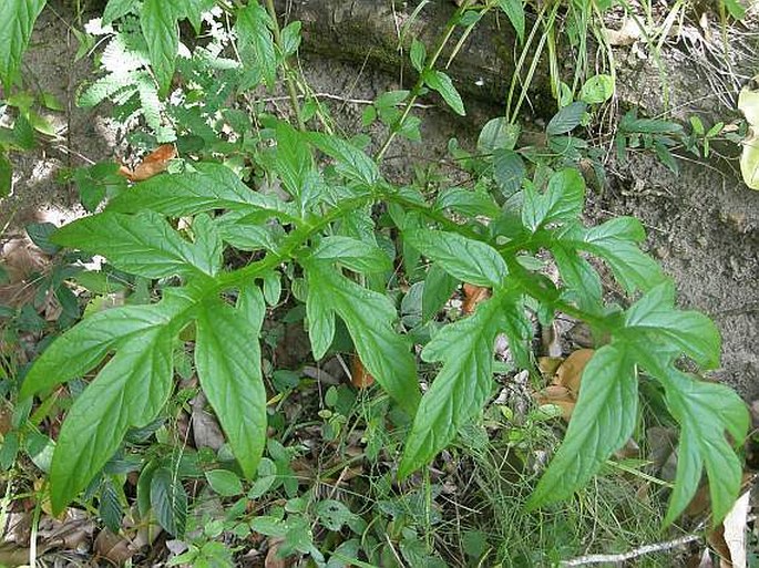 Tacca leontopetaloides