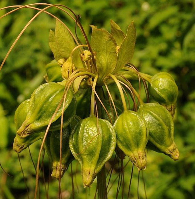 Tacca leontopetaloides