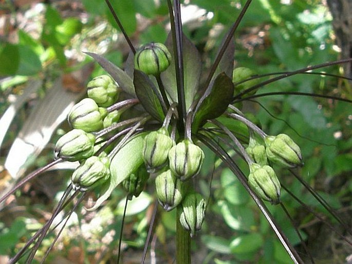 Tacca leontopetaloides