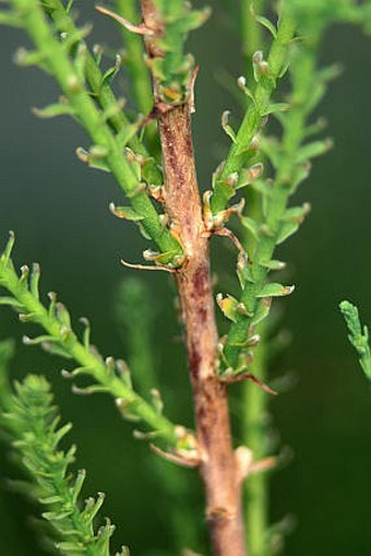 Tamarix elongata