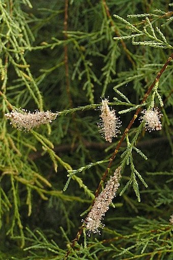 Tamarix africana