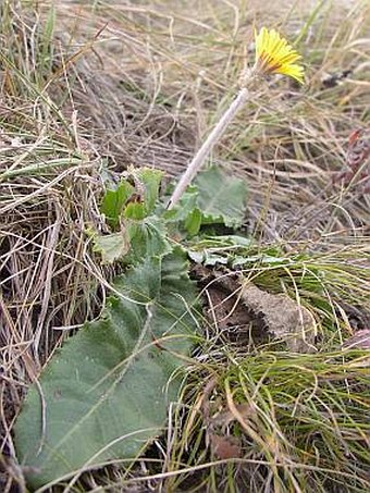 Taraxacum serotinum