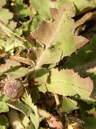 Taraxacum serotinum