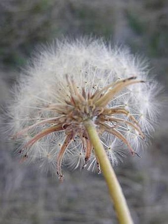 Taraxacum serotinum