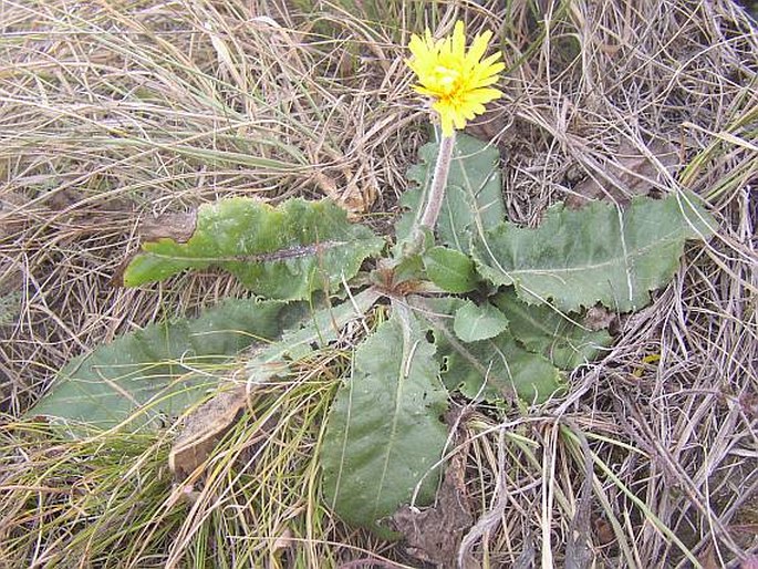 Taraxacum serotinum