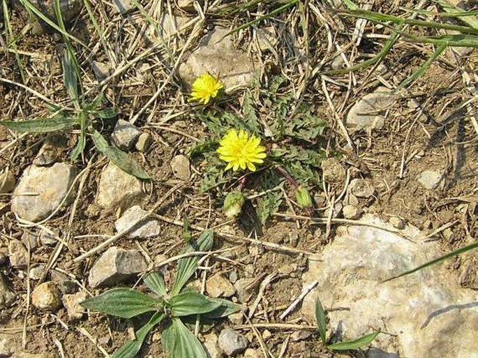 Taraxacum parnassicum