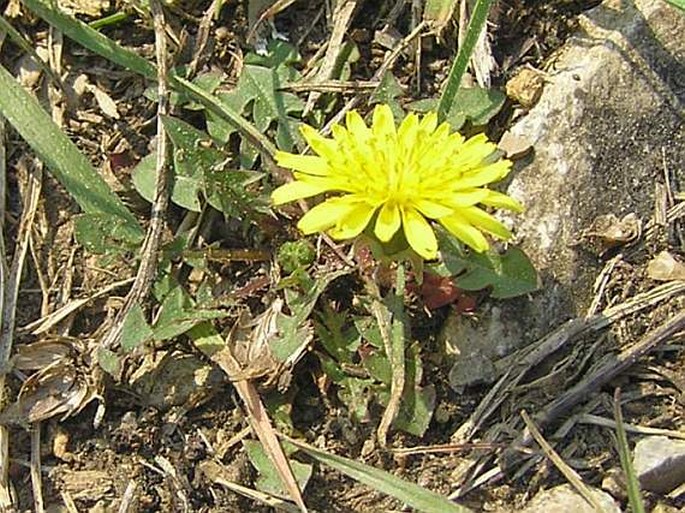 Taraxacum parnassicum