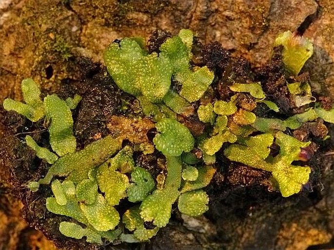 TARGIONIA HYPOPHYLLA L. - borečka vzácná / jazýček vzácny