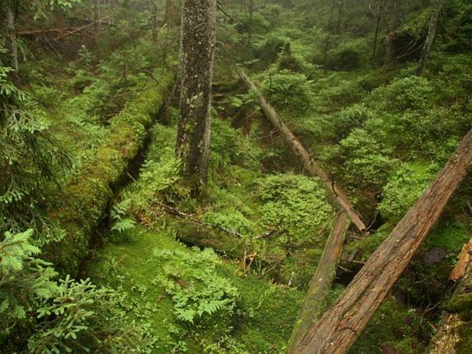 Tatry