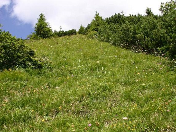 Rastlinstvo Tatranského národného parku 6.: nelesné rastlinné spoločenstvá – subalpínsky stupeň