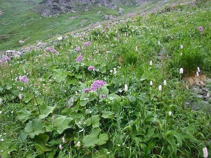 Tatry