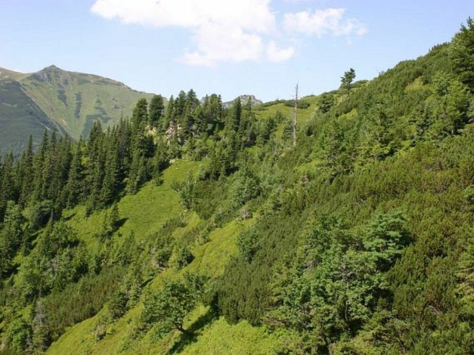 Tatry