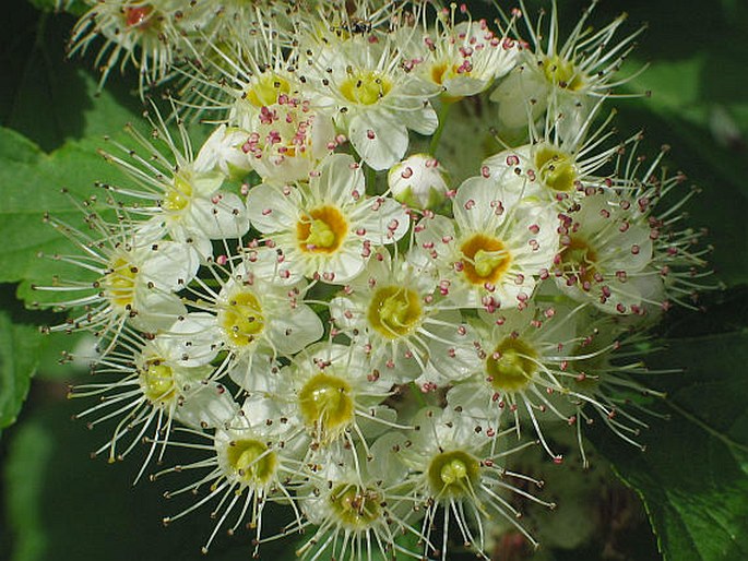 PHYSOCARPUS OPULIFOLIUS Maxim. - tavola kalinolistá / tavoľa kalinolistá