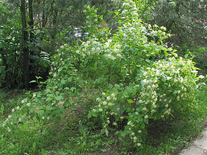 Physocarpus opulifolius