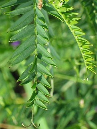 Vicia tenuifolia