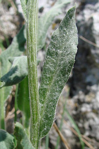 Tephroseris integrifolia