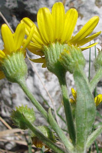 Tephroseris integrifolia