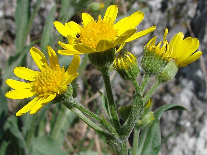 Tephroseris integrifolia