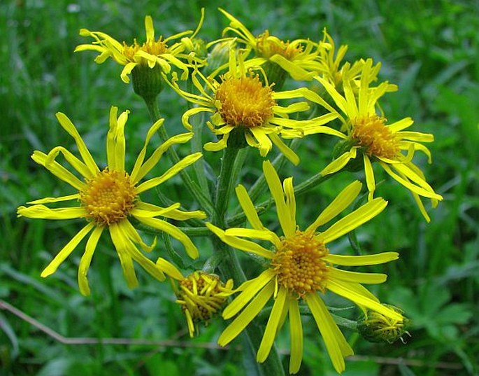 TEPHROSERIS PAPPOSA (Rchb.) Schur – starček sírožlutý / popolavec sírovožltý