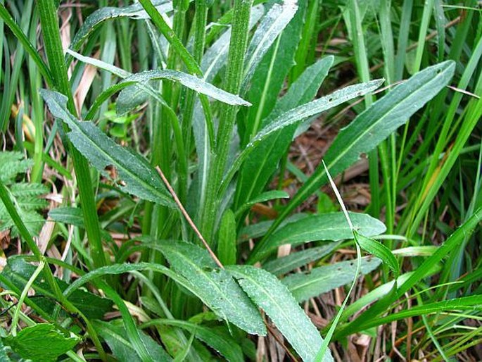 Tephroseris papposa