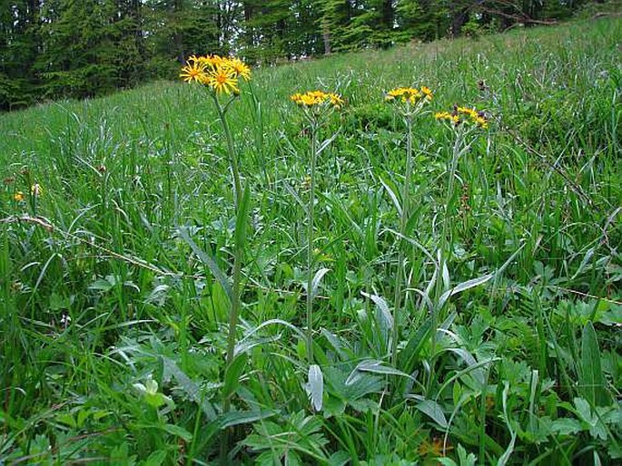 Tephroseris papposa