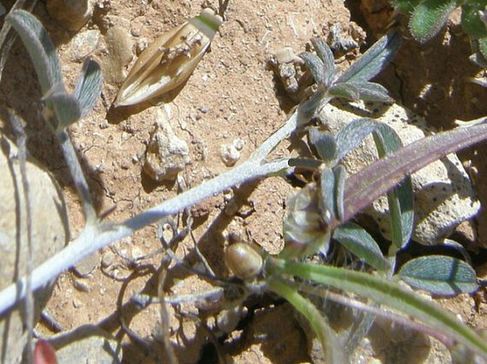 Tephrosia odorata