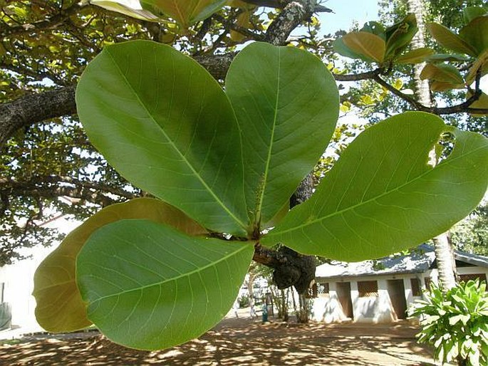 Terminalia catappa