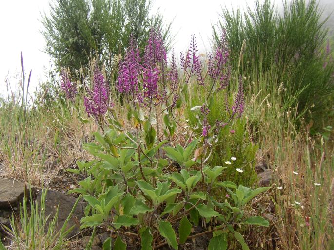 Teucrium betonicum